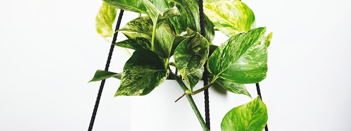 英超联赛曼联对阵利物浦的现场直播画面 - 球员争抢头球